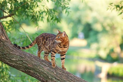 Wild Dna In 2021 Bengal Cat Asian Leopard Cat Cats