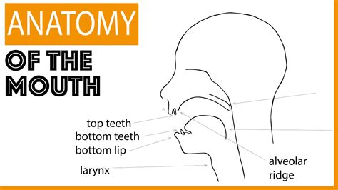 Anatomy Of The Mouth Youtube