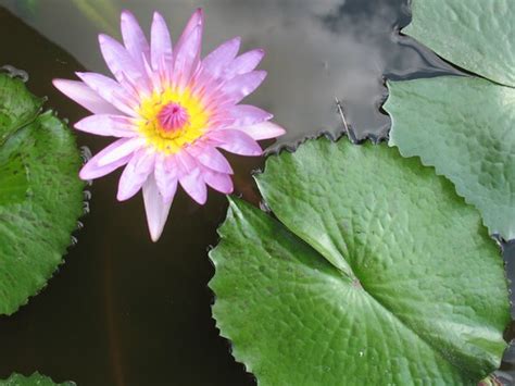 Lotus Flower Screensaver Lotus Flower Screensaver