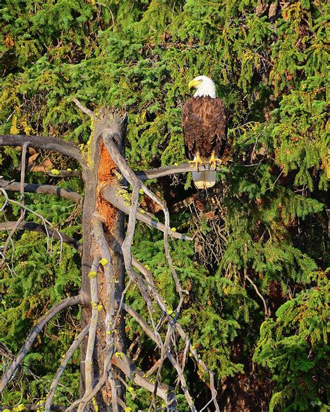 American Bald Eagle Photograph By Greg Norrell Fine Art America