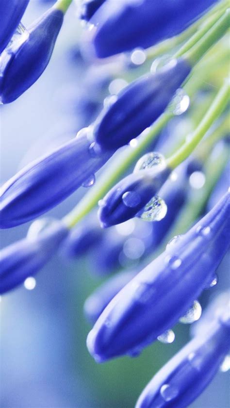 Blue Flowers Iphone Se Wallpaper Download Iphone Wallpapers Ipad