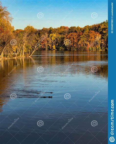 Colorful Trees By Water During Autumn In Wisconsin Stock Photo Image