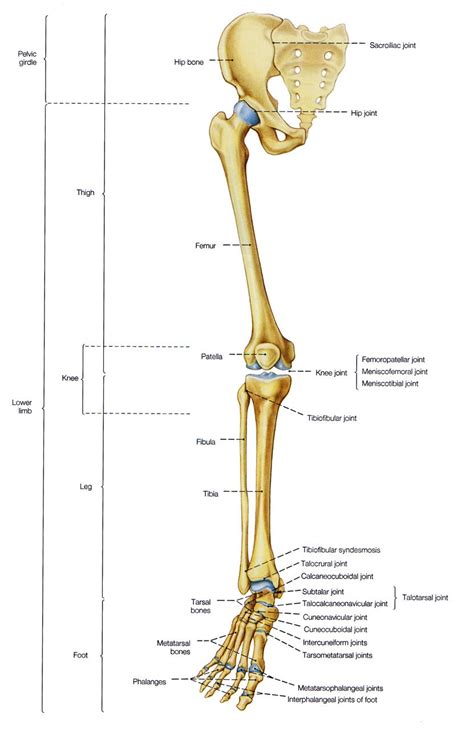 Lower Leg Skeletal Anatomy