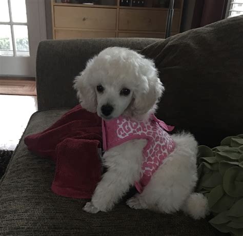 Jolie April 2017 8 Weeks Old And Stylin Small Poodle Standard