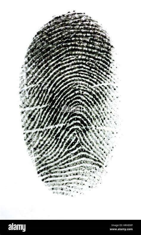 Fingerprint Patterns Hi Res Stock Photography And Images Alamy