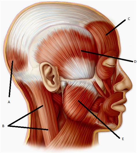 The cervical spine, your neck, is a complex structure making up the first region of the spinal column starting immediately below the skull and ending at the first thoracic vertebra. Chapter 10: Muscles - Anatomy & Physiology 250 with Paguio ...