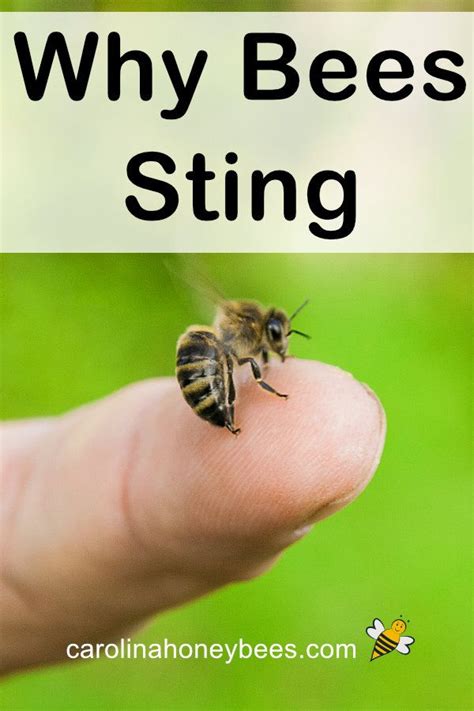 Why Do Honey Bees Sting Bee Sting Bee Why Do Bees Sting