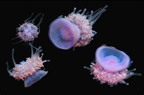 Crown Jellyfish Jellies Pinterest
