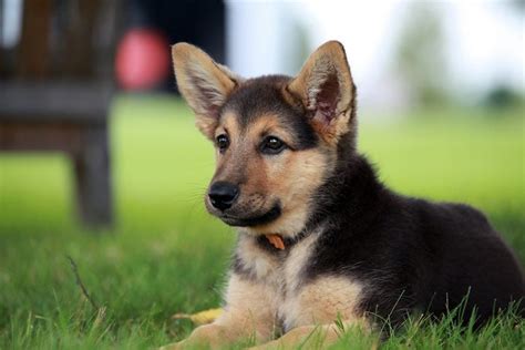 50 Cutest Dog Breeds As Puppies Readers Digest