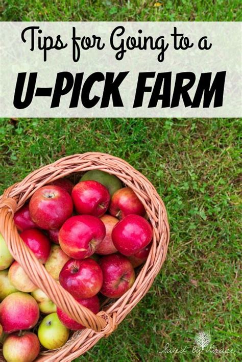 Tips for Going to a Pick Your Own Orchard- Heading to a U-Pick farm ...