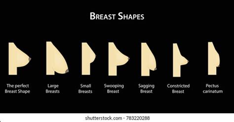 Beautiful Breast Shapes Photo Speedgulf