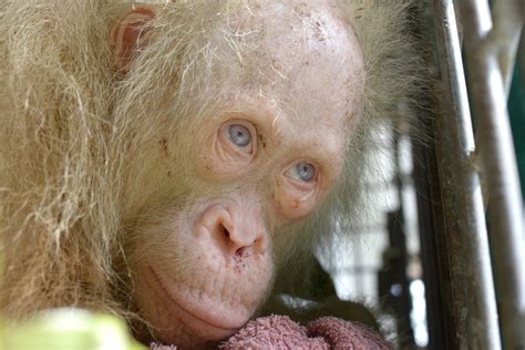 The People Have Spoken Rescued Albino Orangutan To Be Named Alba