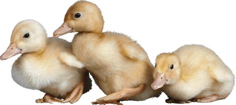 3 Little Cute Ducklings Png Image For Free Download