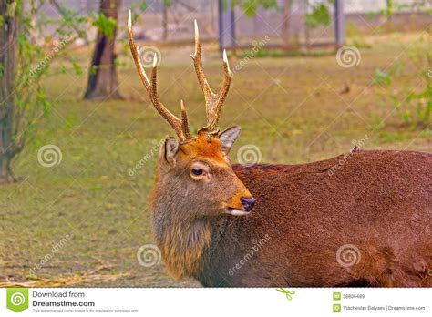Sika Deer Stock Image Image Of Portrait Sika Head 38806489