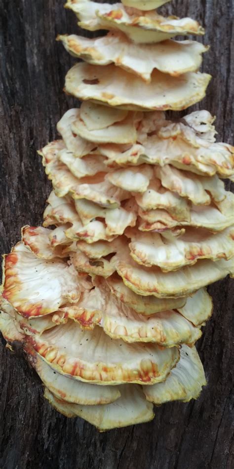 Mushroom Identification Kentucky Hunting