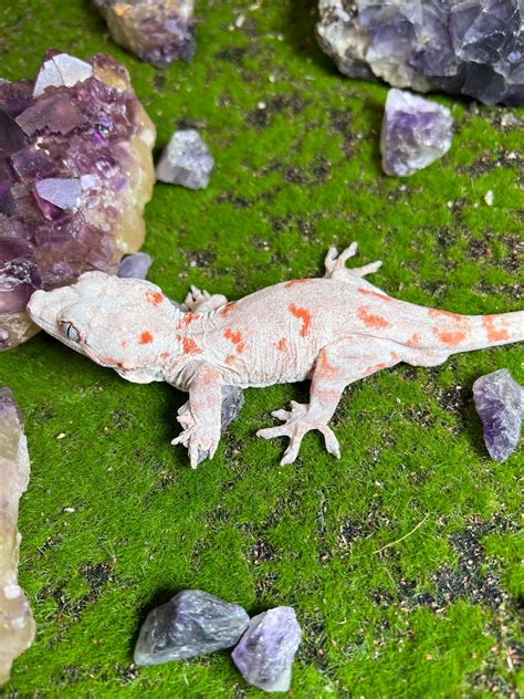Orange Blotch Red Base Gargoyle Gecko By Bergies Geckoyles Morphmarket