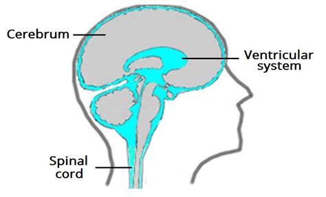 45 Brain Vesicles Anatomy 