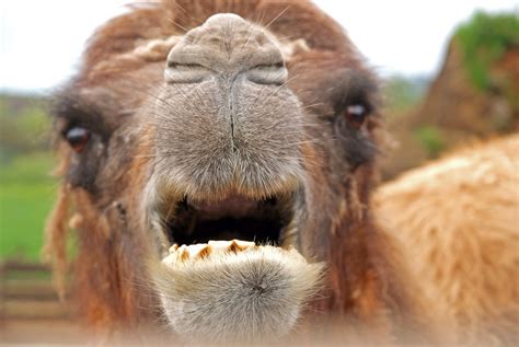 Free Images Animal Mane Fauna Close Up Llama Alpaca Nose Snout