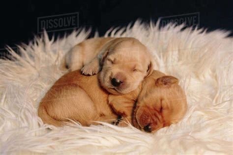10 month old's sleep and development. Close-up of cute puppies sleeping on rug at home - Stock ...