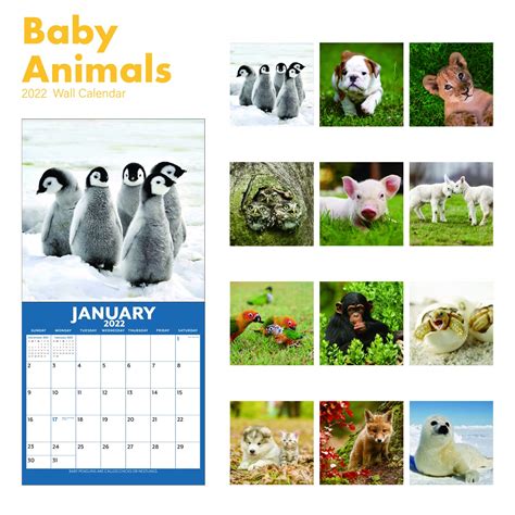2022 Calendar Baby Animals Wall Calendar 2022 From Jan 2022 Dec