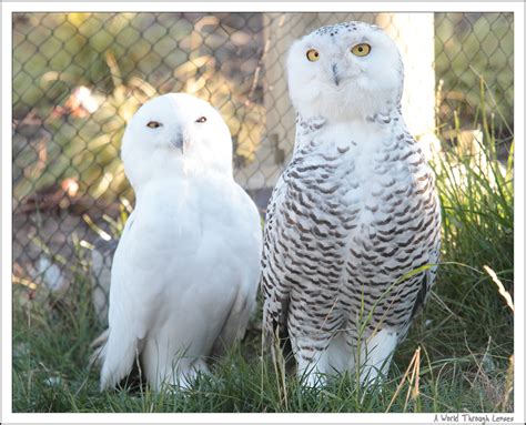 White Animal In The Zoo Snowy Owl A World Through Lenses