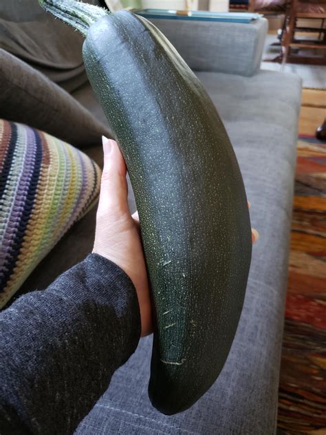 My First Ever Zucchini Courgette Is Swole R Gardening