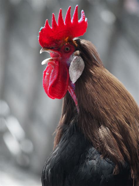 Free Images Bird Red Beak Chicken Fowl Fauna Rooster Poultry
