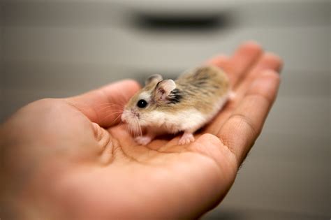 My Roborovski Dwarf Hamsters Sunny Flickr