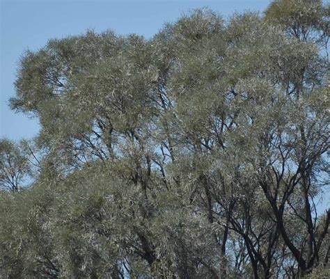 Acacia Tephrina Southeast Of Blackall Qld 290922 Flickr