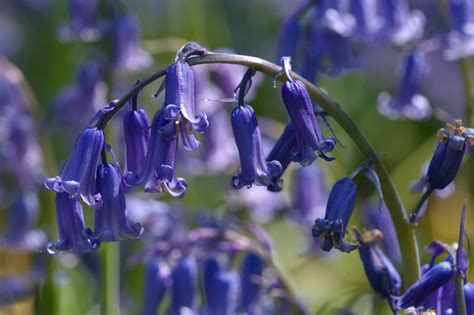 Arch Of Bluebells Flowers Wildlife Photography By Martin Eager