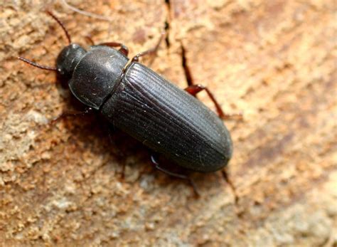 Darkling Beetle Biological Science Picture Directory