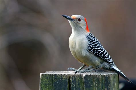 Red Bellied Woodpecker Sound Diet Habitat Facts Size Bird Baron
