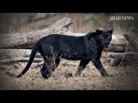 1st Verified Record Of Rare Black Panther In Africa In Almost A