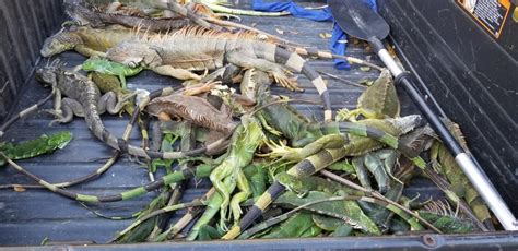 Cold Stunned Iguanas Falling From Florida Trees Key News