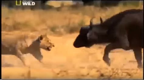 Documentary Lion Battle Zone Full Documentary Wildlife Animals 2015 Hd