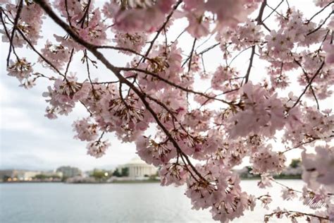 Dc Cherry Blossom Watch Update March 24 2023