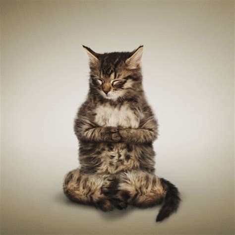 Yogacat Image Cat Lovers Indie Db