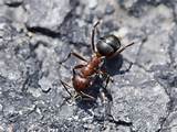 Pictures of Carpenter Ants Treatment
