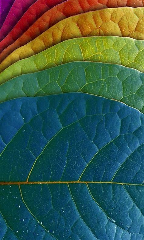 Download 480x800 Coloured Leaves Cell Phone Wallpaper Category