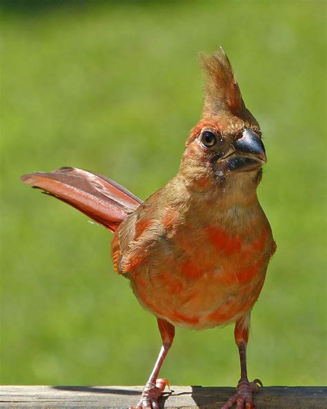 Young Northern Cardinal Male Feederwatch