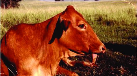 Botulism Disease In Cattle పశువులలో వచ్చే బోటులిజమ్ లక్షణాలు