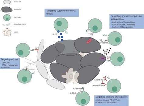 Current Approaches To Increase Car T Cell Potency In Solid Tumors