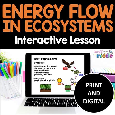 Flow Of Energy In Ecosystems Lesson Bright In The Middle