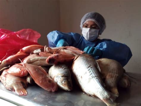 Encuentre los mejores hoteles en guayabetal, colombia. Alcaldía de Funza evita comercialización de pescado en ...