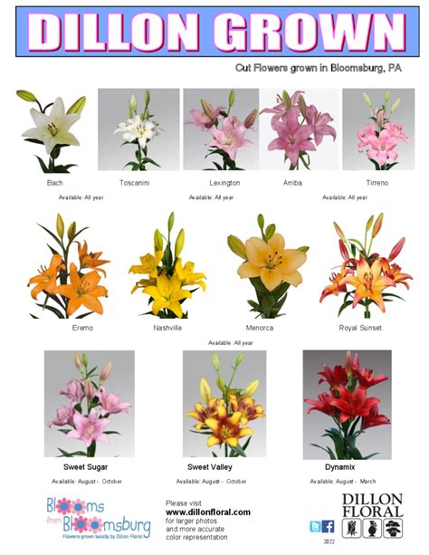 Dillon Flowers Bloomsburg Pa Best Flower Site