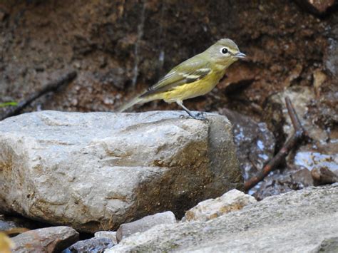 Gorgeous Yellow Bird Friend Today In Southern New Mexico Vireo R