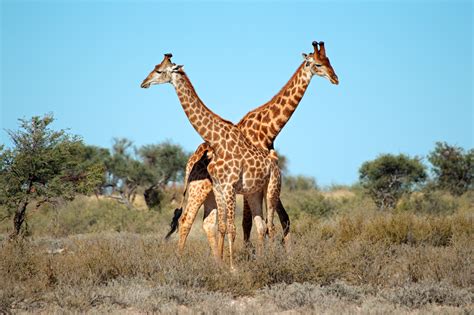 Obrázky žirafa