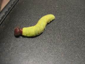 Green Caterpillar With Brown Head Epargyreus Clarus