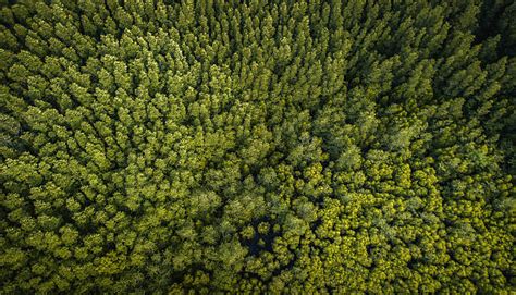 Best Forest Top View Stock Photos Pictures And Royalty Free Images Istock