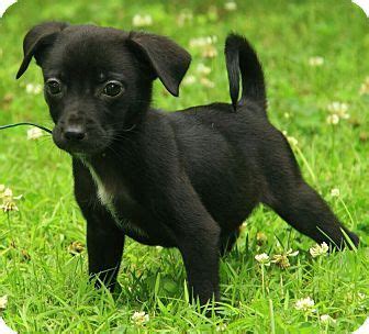 black jack russell terrier chihuahua mix puppies pinterest black jacks russell terrier